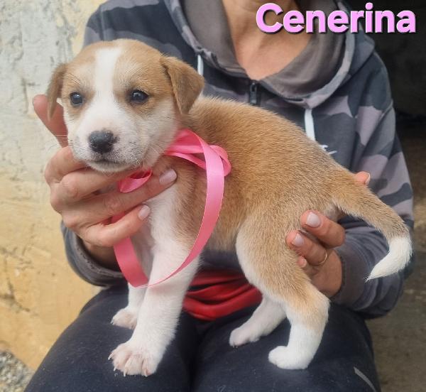 CENERINA cucciola taglia media contenuta Foto 3