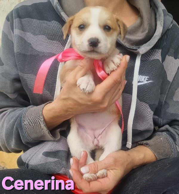 CENERINA cucciola taglia media contenuta Foto 5