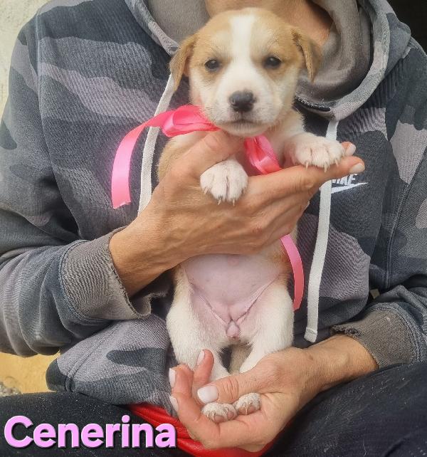 CENERINA cucciola taglia media contenuta Foto 6