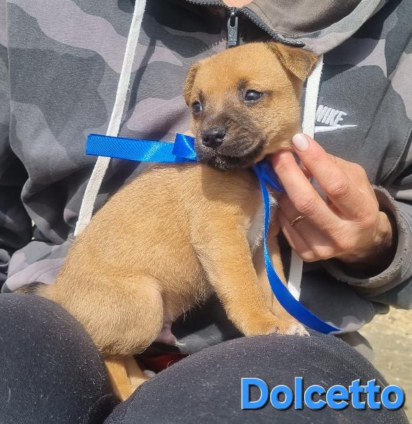 DOLCETTO CUCCIOLO TAGLIA MEDIA CONTENUTA Foto 3