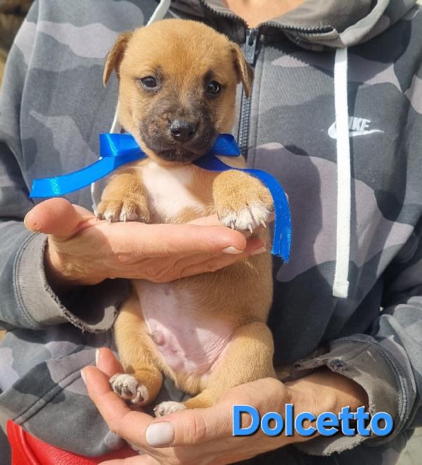 DOLCETTO CUCCIOLO TAGLIA MEDIA CONTENUTA Foto 5