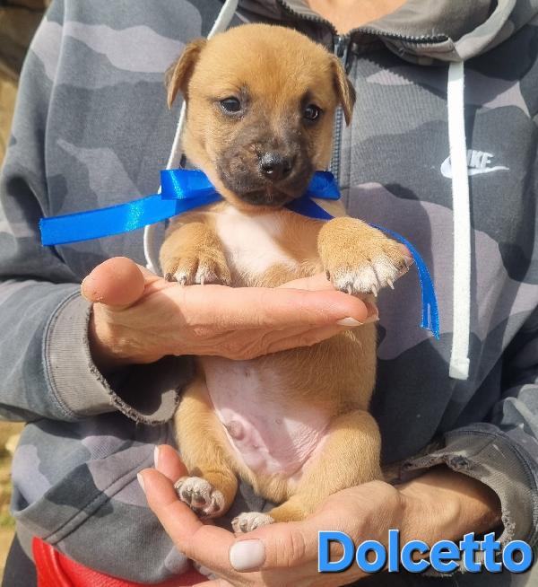 DOLCETTO CUCCIOLO TAGLIA MEDIA CONTENUTA Foto 6