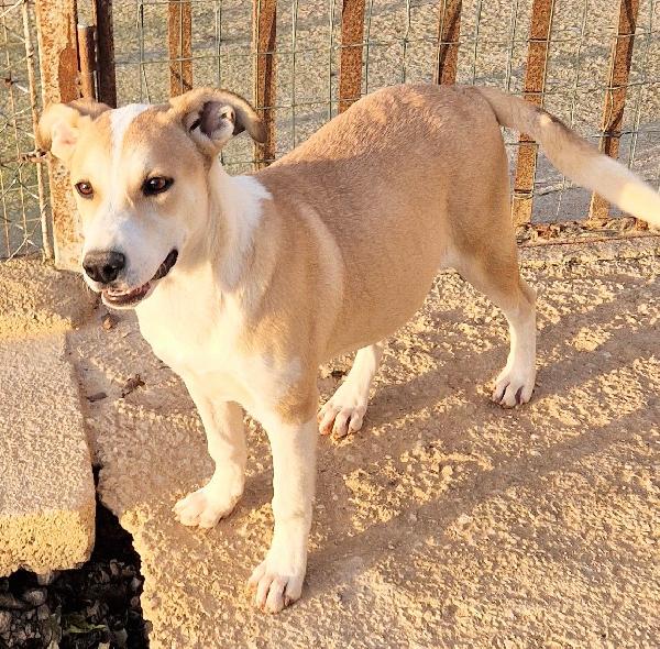 KATTY ED IL SUO PIANTO DISPERATO.ADOTTABILE IN TUTTA ITALIA! Foto 4