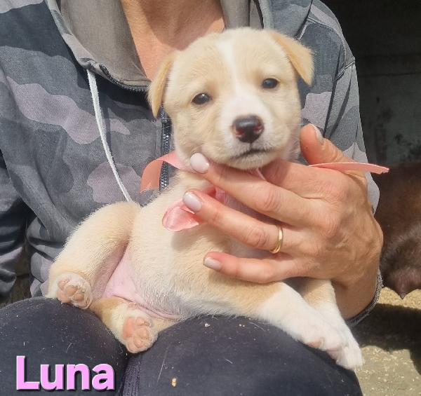 Luna Cucciola Taglia Media Contenuta