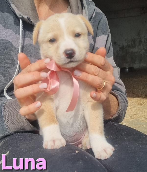 LUNA CUCCIOLA TAGLIA MEDIA CONTENUTA Foto 2
