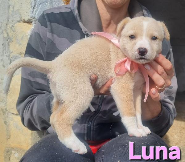 LUNA CUCCIOLA TAGLIA MEDIA CONTENUTA Foto 3