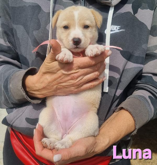 LUNA CUCCIOLA TAGLIA MEDIA CONTENUTA Foto 6
