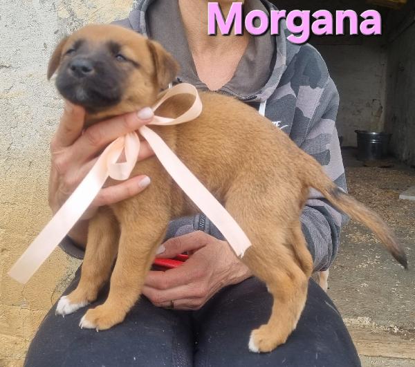 MORGANA CUCCIOLA TAGLIA MEDIA CONTENUTA Foto 2