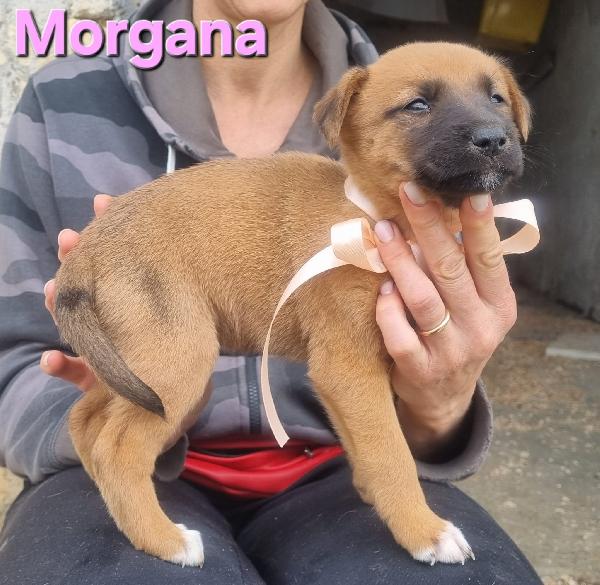 MORGANA CUCCIOLA TAGLIA MEDIA CONTENUTA Foto 3