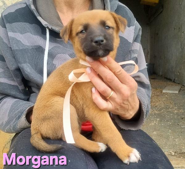 MORGANA CUCCIOLA TAGLIA MEDIA CONTENUTA Foto 4