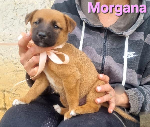 MORGANA CUCCIOLA TAGLIA MEDIA CONTENUTA Foto 5