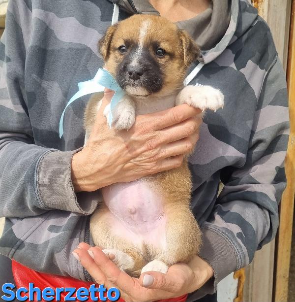 SCHERZETTO CUCCIOLO TAGLIA MEDIA CONTENUTA Foto 2