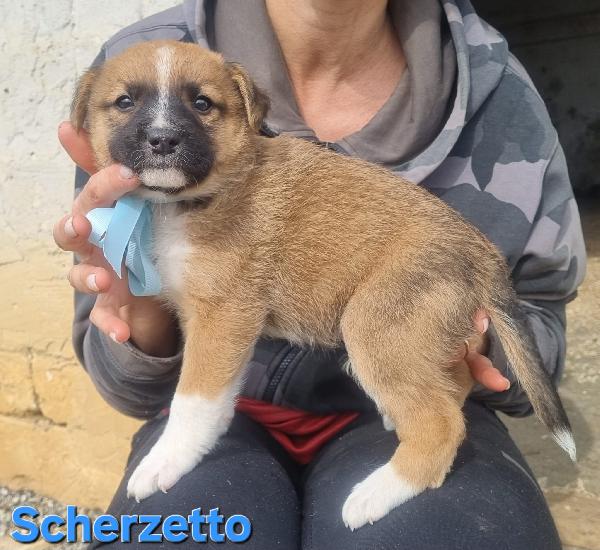SCHERZETTO CUCCIOLO TAGLIA MEDIA CONTENUTA Foto 3