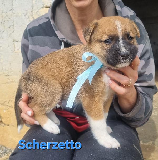 SCHERZETTO CUCCIOLO TAGLIA MEDIA CONTENUTA Foto 4