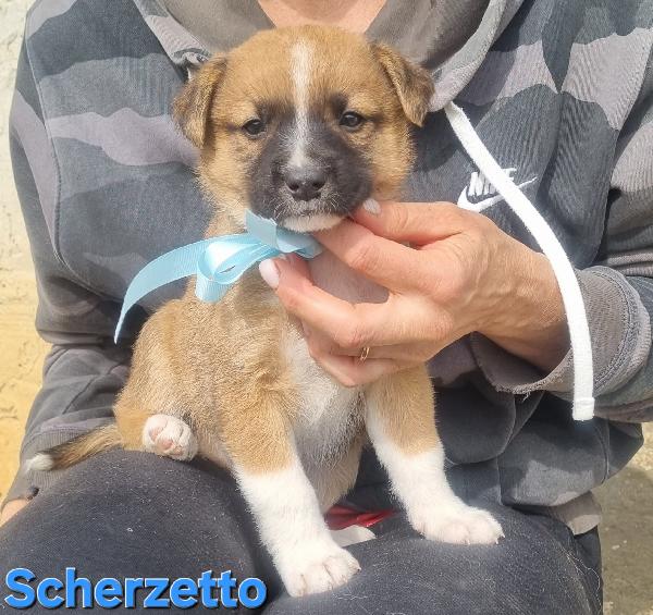 SCHERZETTO CUCCIOLO TAGLIA MEDIA CONTENUTA Foto 5