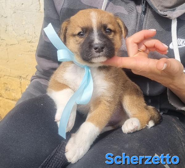 SCHERZETTO CUCCIOLO TAGLIA MEDIA CONTENUTA Foto 6