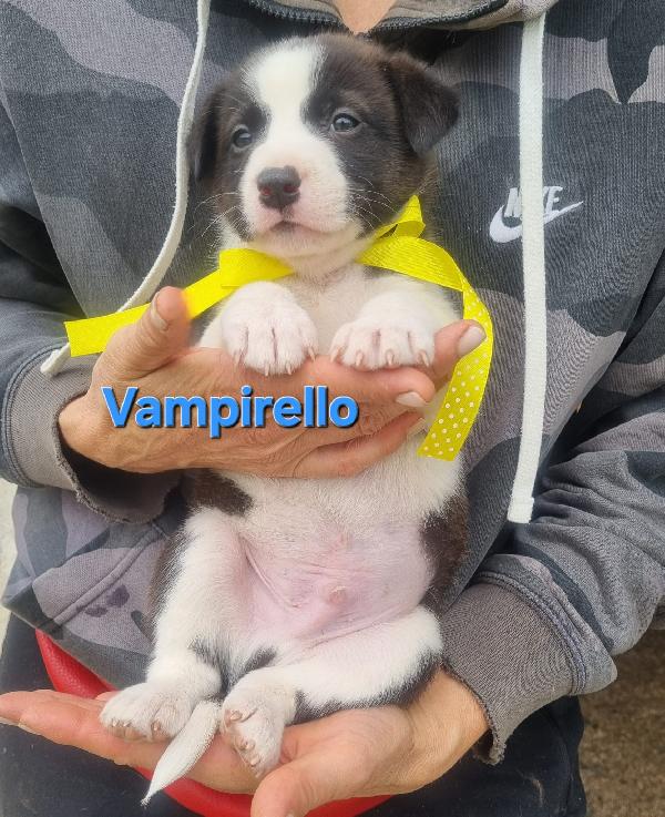 Vampirello Cucciolo Taglia Media Contenuta