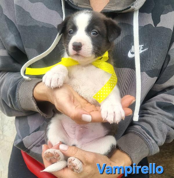 VAMPIRELLO CUCCIOLO TAGLIA MEDIA CONTENUTA Foto 2