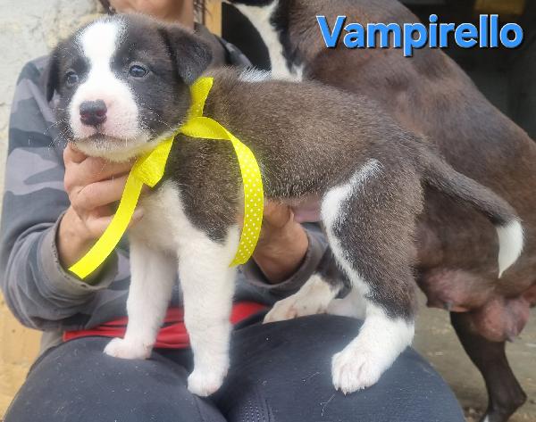VAMPIRELLO CUCCIOLO TAGLIA MEDIA CONTENUTA Foto 3