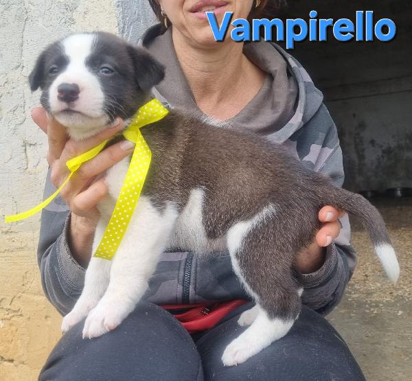 VAMPIRELLO CUCCIOLO TAGLIA MEDIA CONTENUTA Foto 4