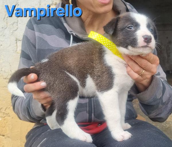 VAMPIRELLO CUCCIOLO TAGLIA MEDIA CONTENUTA Foto 5