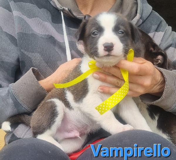 VAMPIRELLO CUCCIOLO TAGLIA MEDIA CONTENUTA Foto 6