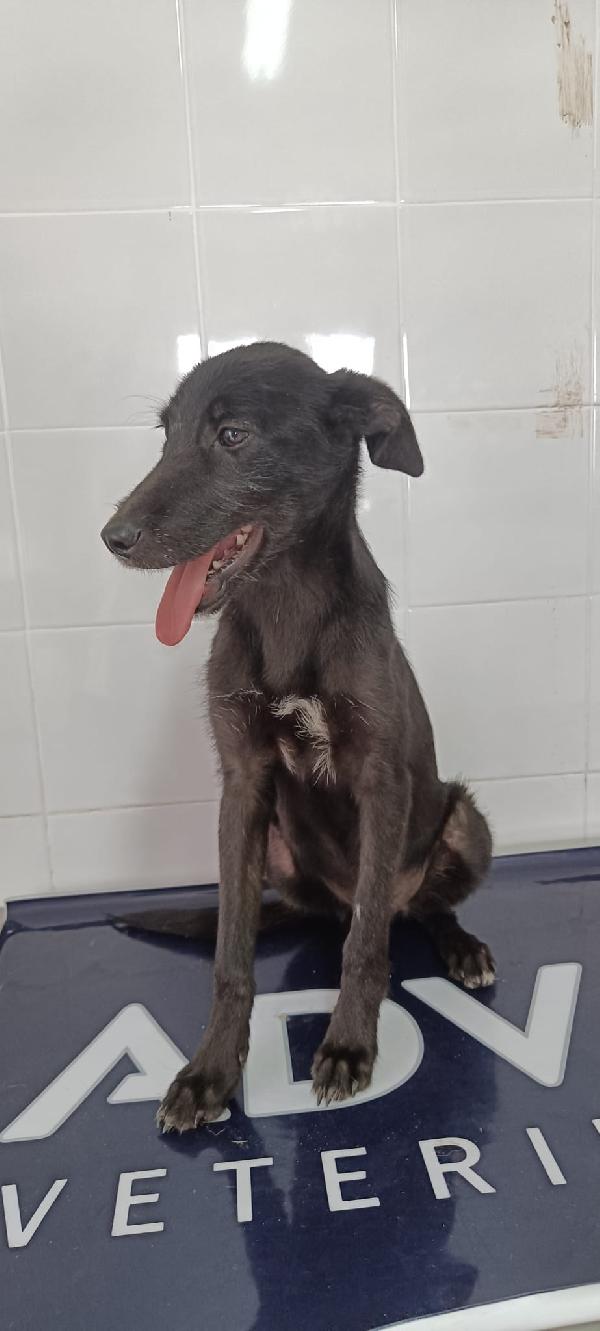 Eva L Ultima Della Cucciolata Rimasta 