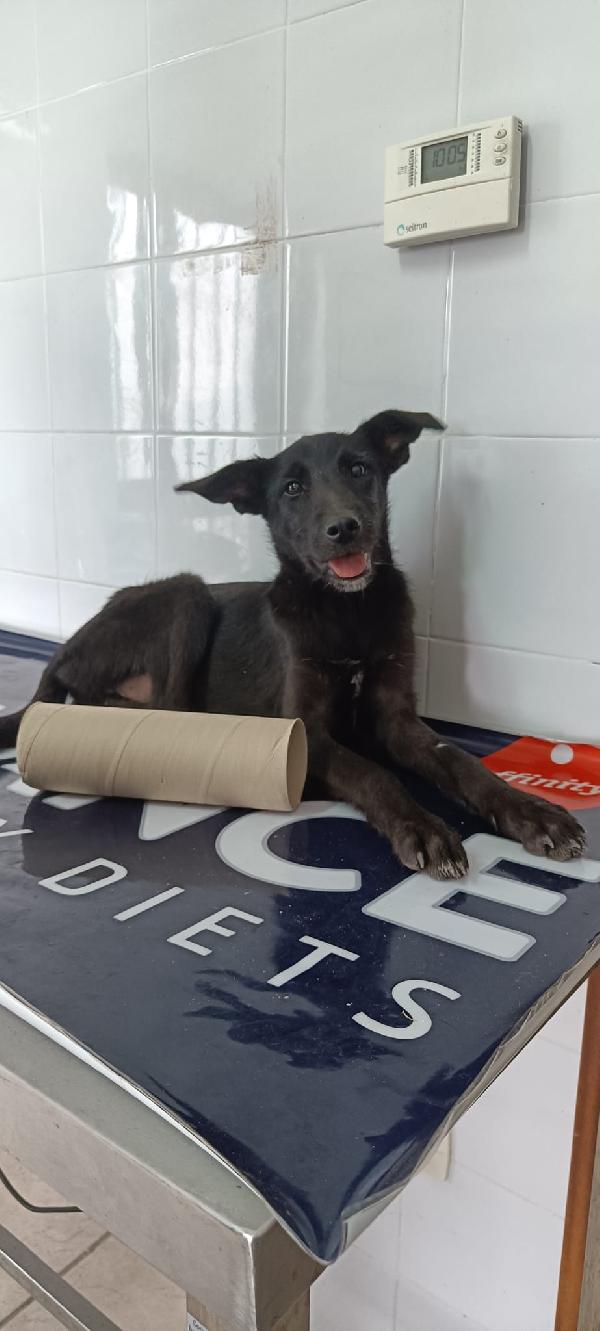 Eva l ultima della cucciolata rimasta  Foto 2