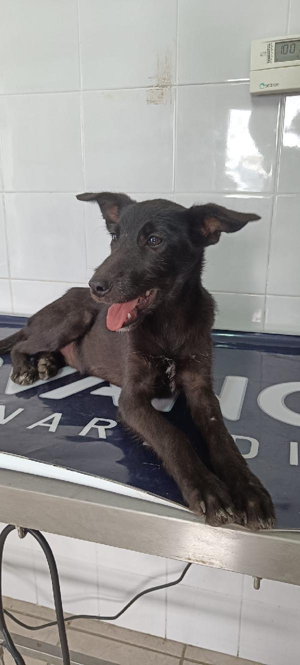 Eva l ultima della cucciolata rimasta  Foto 3