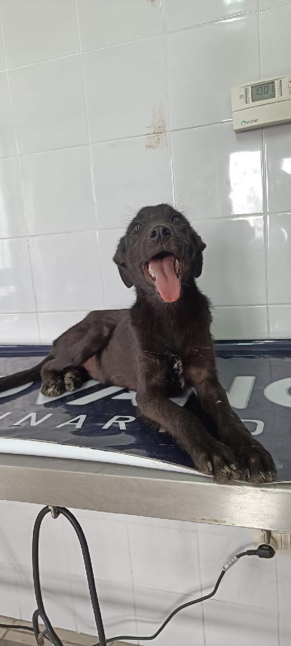 Eva l ultima della cucciolata rimasta  Foto 4