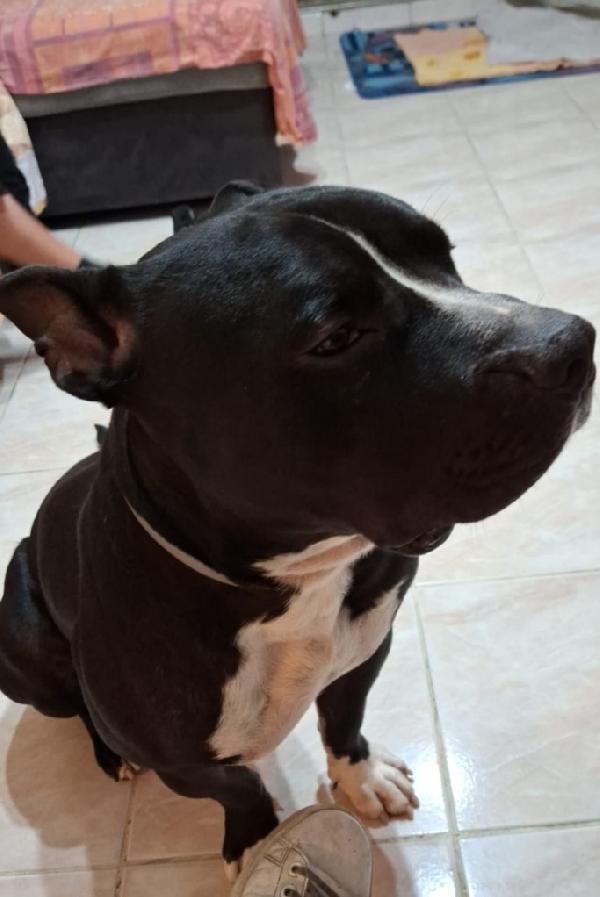 American Bully 2Anni E 1/2 Nasce Il Bimbo! Urgente Milano