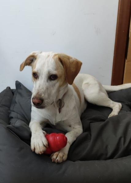 Camilla Mix Segugia/Setter 5Anni ..Tre Anni Di Appelli Roma