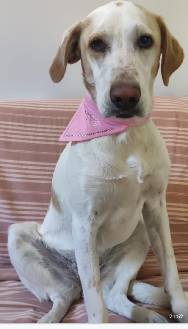Camilla mix Segugia/Setter 5anni ..tre anni di appelli ROMA Foto 2