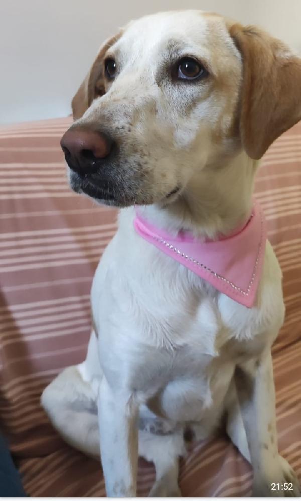 Camilla mix Segugia/Setter 5anni ..tre anni di appelli ROMA Foto 3