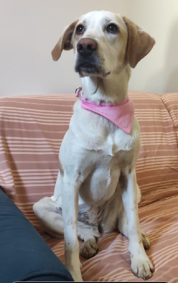 Camilla mix Segugia/Setter 5anni ..tre anni di appelli ROMA Foto 4