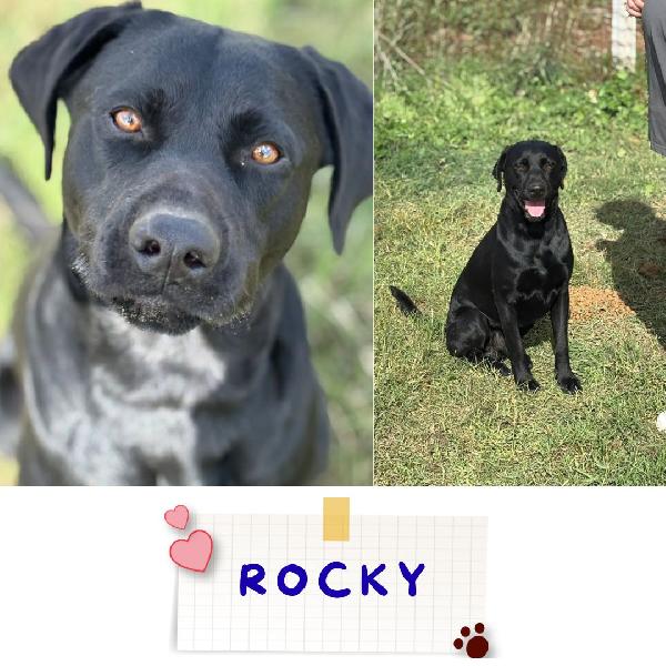 Rocky Simil Labrador Retriever In Adozione 