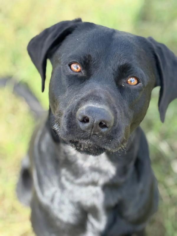 ROCKY simil labrador retriever in adozione  Foto 2