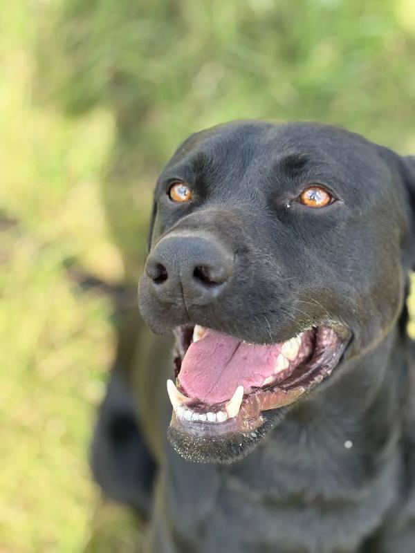 ROCKY simil labrador retriever in adozione  Foto 3