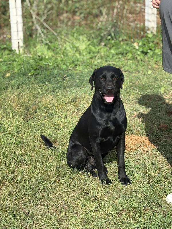ROCKY simil labrador retriever in adozione  Foto 4