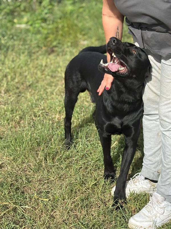 ROCKY simil labrador retriever in adozione  Foto 5