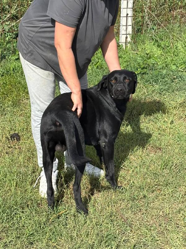 ROCKY simil labrador retriever in adozione  Foto 6