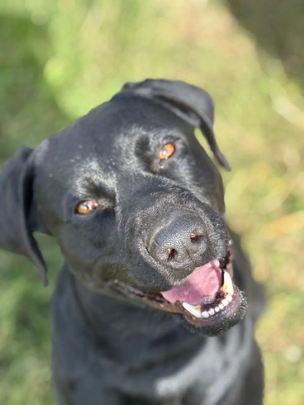 ROCKY simil labrador retriever in adozione  Foto 7