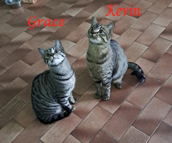 Grace E Kevin, Teneri Gattini In Adozione!