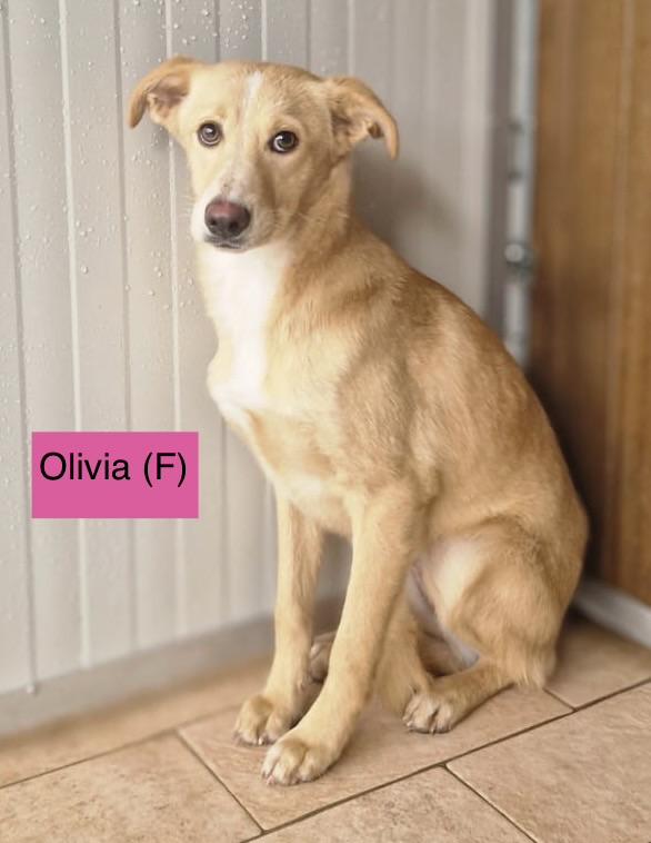 Cinque dolci cuccioli tg media 5 mesi Foto 5