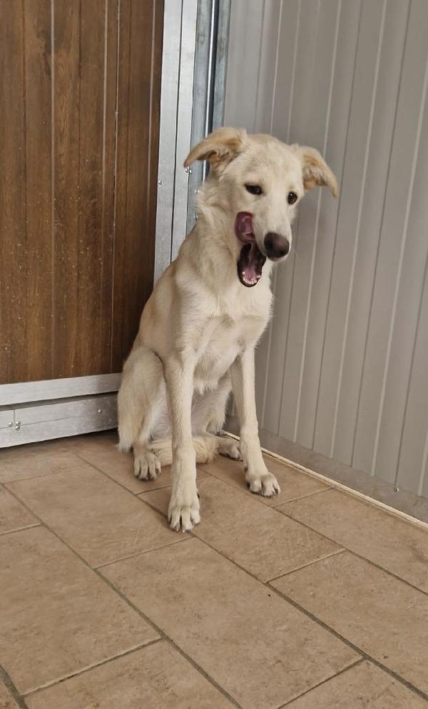 Cuccioli amorevoli 5 mesi taglia media  Foto 5