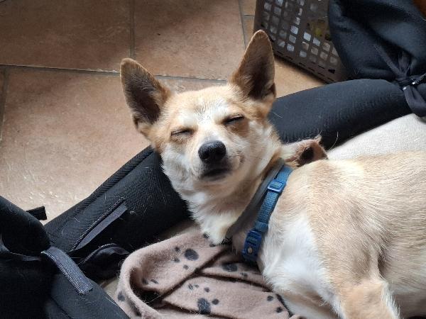 Milo, Cagnolino Con Carattere Complicato Cerca Persona Esperta E Paziente