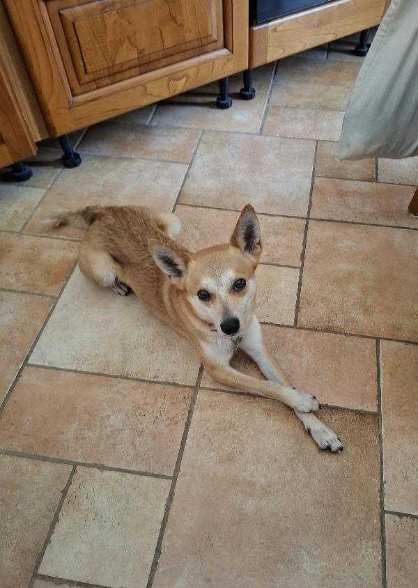 Milo, Cagnolino con carattere complicato cerca persona esperta e paziente Foto 3