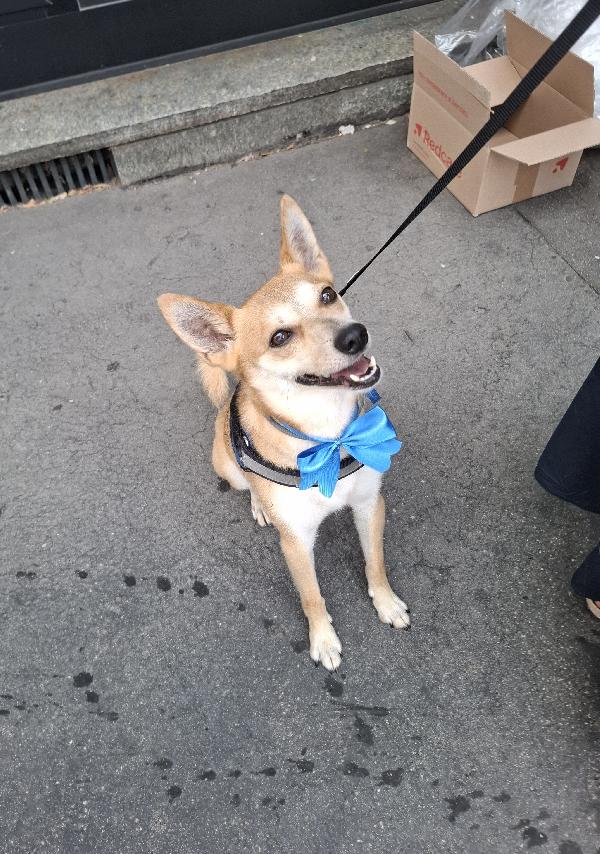 Milo, Cagnolino con carattere complicato cerca persona esperta e paziente Foto 4