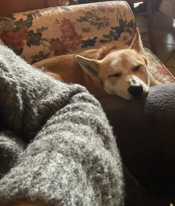 Milo, Cagnolino con carattere complicato cerca persona esperta e paziente Foto 5