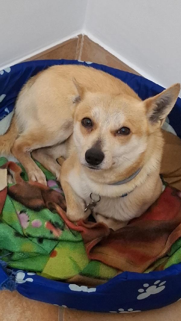 Milo, Cagnolino con carattere complicato cerca persona esperta e paziente Foto 6